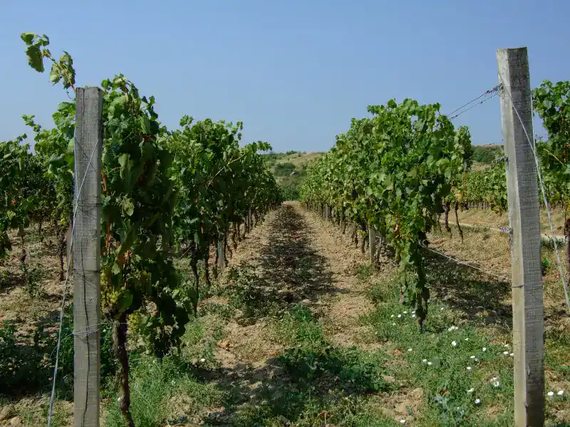 Tokaji szőlőfürtök a tőkén, szüret előtt